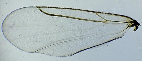 Réf. 296 308 : Scatopse notata